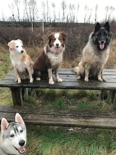 Au Bonheur des 4 Pattes 78