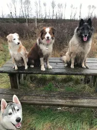 Au Bonheur des 4 Pattes 78