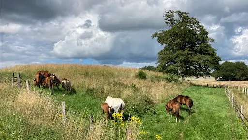 Elevage Tee - Chevaux et Poneys de Sport
