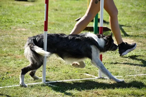 Agifit - Educateur Canin Comportementaliste