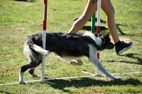Agifit - Educateur Canin Comportementaliste