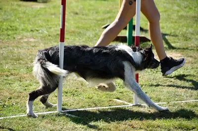 Agifit - Educateur Canin Comportementaliste