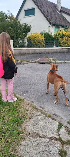 Destindog