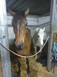 Kavalcade et Compagnie
