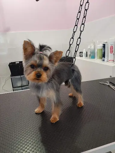 Chez Calinou Toilettage Chat et Chien
