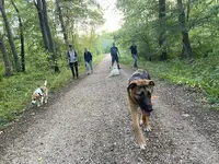 Canid Élo - Comportementaliste Spécialiste du Chien