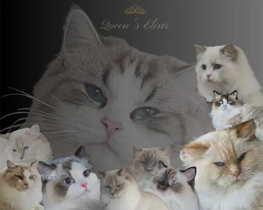 Chatterie Queen S Elixir
