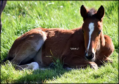 Haras de Villeréal - Centre de Reproduction Équine
