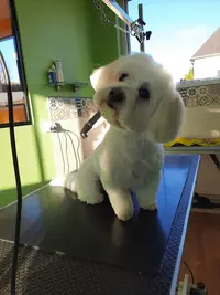 Artist O Chien