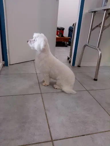 Frimousse Toilettage