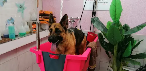 Version Canine