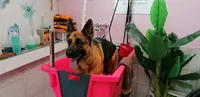 Version Canine