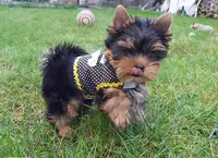 La Villa du Sieur Paoli - Élevage Familial de Chiots Yorkshire Terrier