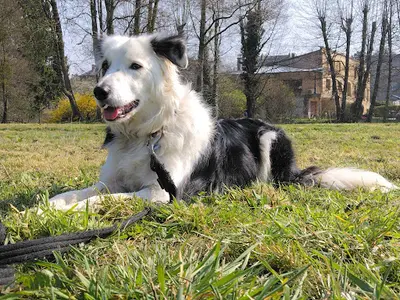 Milena Pietrzak Educateur Canin Ardennes