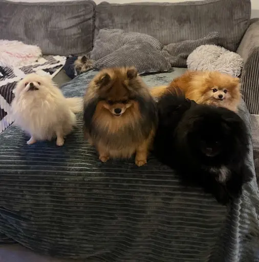 Un Moment de Bonheur Pension Canine Familiale