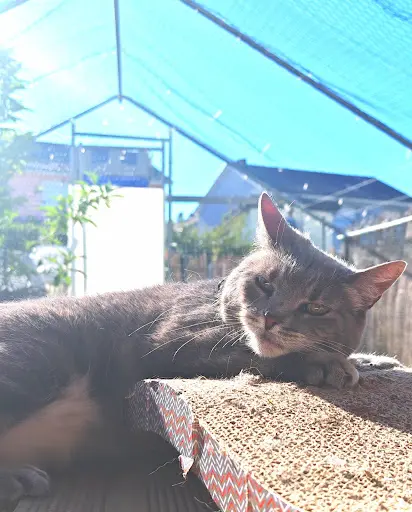 La Bande À Cookie (pension Pour Chats)