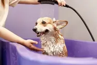 Royal Pet Lux