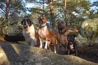 Education et Dressage Canin Psn.e