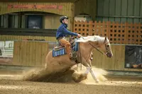 Gb Quarter Horse