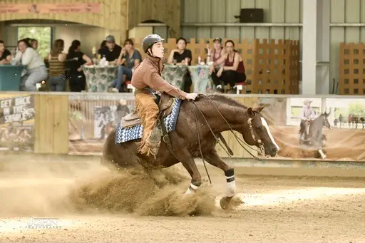 Gb Quarter Horses ,