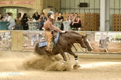 Gb Quarter Horses ,