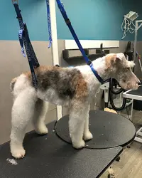 Flair’allure L’institut de Toilettage Canin et Félin