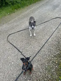 Street Dog Education