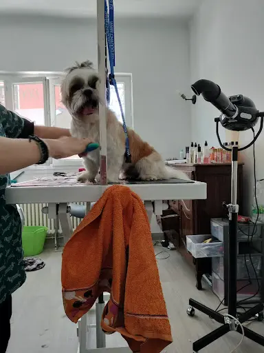 Zen Dog