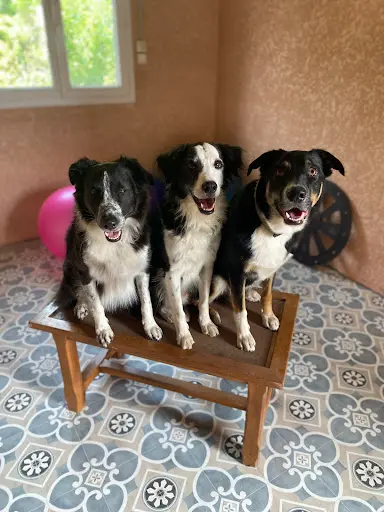 Aime Ton Chien (pension et Éducation)