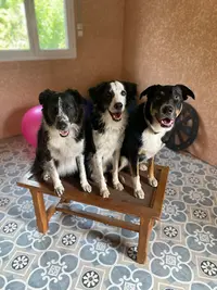 Aime Ton Chien (pension et Éducation)