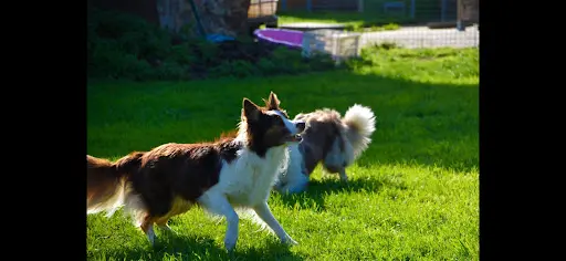 Pension Canine du Robinard