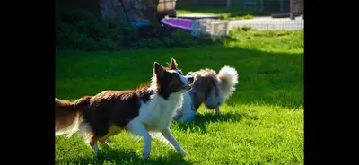 Pension Canine du Robinard