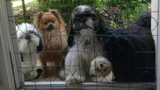 Shownow - Elevage Canin - Spitz Nain Poméranien - Shih Tzu - Biewer Terrier
