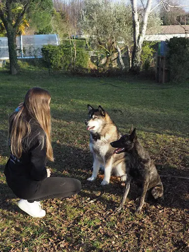 L’illo Chiens