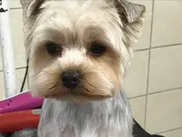 Toutou Net