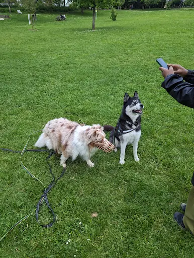 Kool Dog