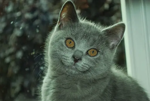 Chatterie de la Vimeusiere