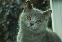 Chatterie de la Vimeusiere