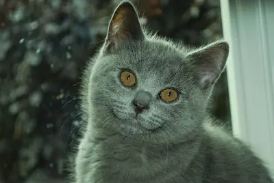 Chatterie de la Vimeusiere