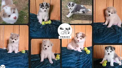 Elevage Pomsky France Nord