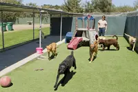 Actuel Dogs