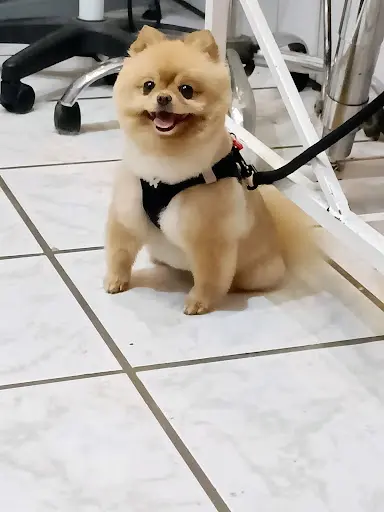 Happy Dogs Toilettage