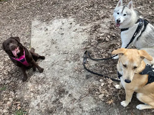 La Bande A Guapo - Educateur Canin - Comportementaliste -dogsitter - Promeneur Pour Chien - Educateur Chien