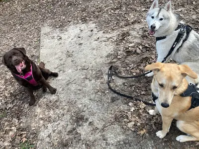 La Bande A Guapo - Educateur Canin - Comportementaliste -dogsitter - Promeneur Pour Chien - Educateur Chien