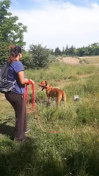 Parlez Vous Chien