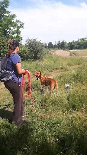 Parlez Vous Chien