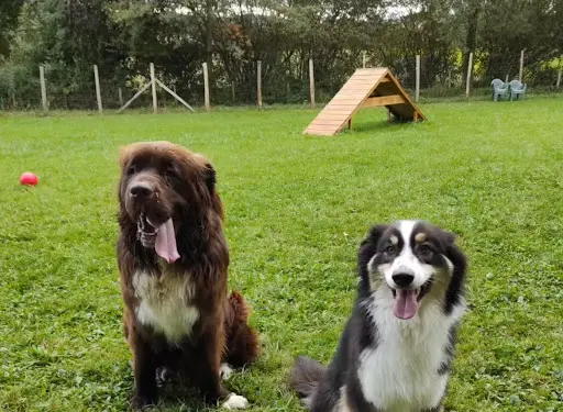 Dog Équilibre