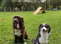 Dog Équilibre