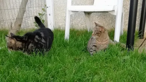 Le Jardin de Musca - Pension Pour Chats