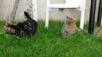 Le Jardin de Musca - Pension Pour Chats